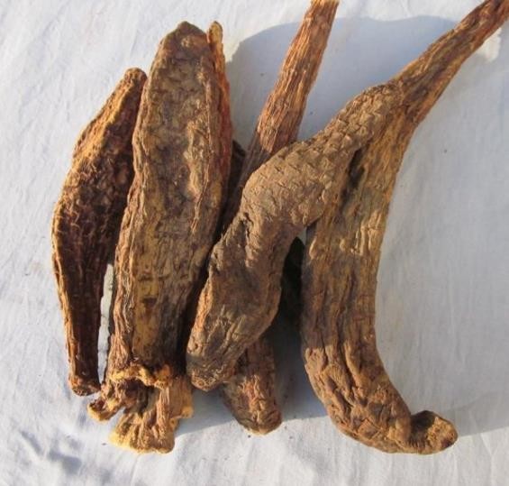 Best Wild whole dried Herba Cistanches from Cistanche deserticola Ma wholesale