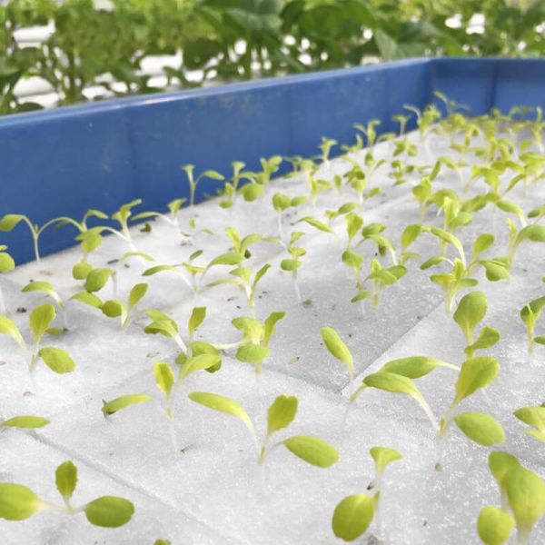 OEM Hydroponic Seedling Sponge Eco Friendly High Absorption Hydroponic Grow Sponges
