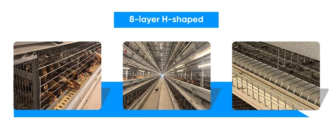 Fully Automated A-Type Layer Cage Suitable for Closed Poultry Houses