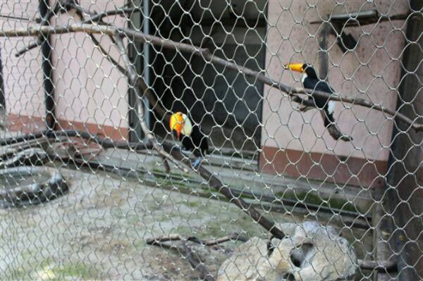 Flexible Cable Stainless Steel Aviary Wire Netting knotted And Ferruled