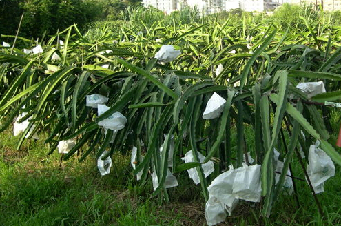 Dragon fruit protective paper bag with different size factory price