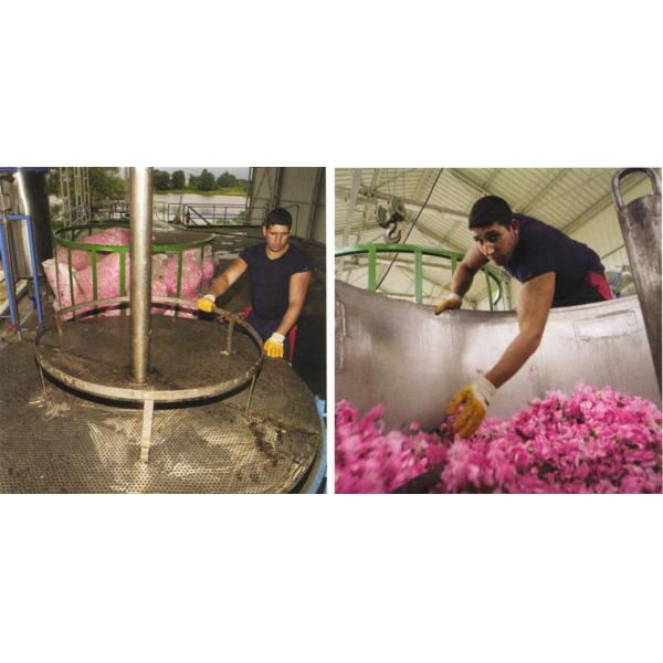 500L Plant Essential Oil Extracting Machine for Lavender and Helichrysum Oil Distillation Shorten Distillation Time
