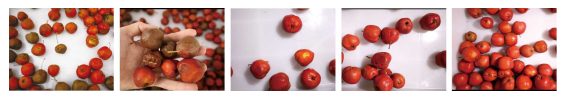 PLC Control Hawthorn Sorting Machine For Automated Applications And Reliable Performance