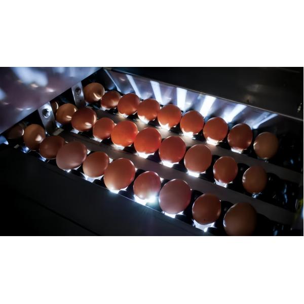 Steel Chicken Egg Peeler Machine Automatic Chicken Egg Shell Remover Machine