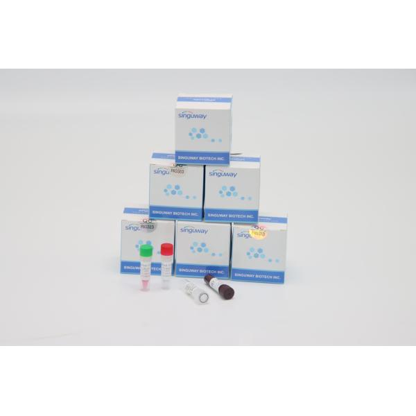 ISO9001 Fast Helicobacter Pylori Virus RT PCR Test Kit High Accuracy