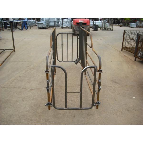 Heavy Duty Pig Farming Equipment , Durable Gestation Stalls For Sows