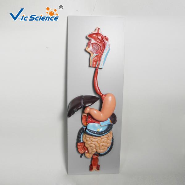 Cheap Medical Science Human Digestive System Display Simulation Anatomy Model for sale