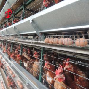 Best H Type Automatic Poultry Layer Cage 15000 Birds Popular In Africa Rose wholesale