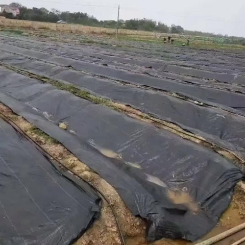 PP Material Garden Weed Barrier Fabric With 90g/M2 for Vegetable