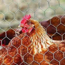 Best 10M chicken cage wire mesh 4feet gabion hexagonal wire mesh wholesale