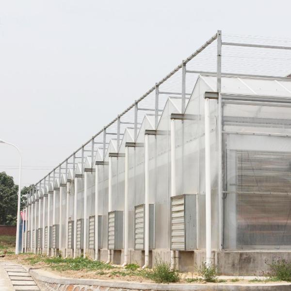 Commercial Polycarbonate Sheet Greenhouse / PC Sheet Greenhouse Customized Material