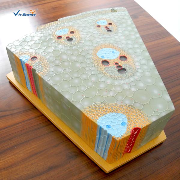 Bilological Class 47x46x18cm 5kgs Plant Stem Cell Model