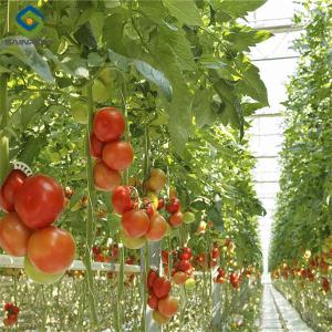 Commercial Tomato Growing Greenhouse Customized Size Rust Resistant
