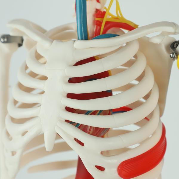 Teaching Model with Chromatic Vessels Nerves Skeleton Model with Stand Anatomy 85 cm Human Skeleton Model