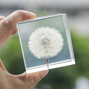 China Custom clear epoxy real flower specimen acrylic dandelion paper weight on sale
