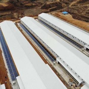 China Light Steel Structure Poultry Farming Structures Poultry House on sale