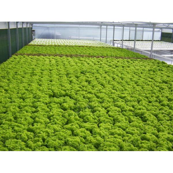 Large Size Commercial Hydroponic Greenhouse With Soilless Cultivation