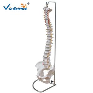 Best 9kgs Medical Human 80cm Anatomical Skeleton Model wholesale