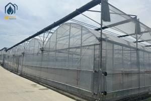 Best Multi Span Greenhouse With Ventilation &amp; Cooling Custom Designs For Modern Farms wholesale