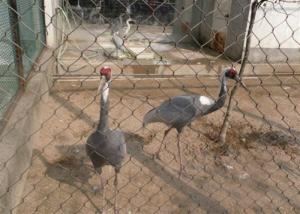 China SS Flexible Rope Aviary Wire Netting , Wire Mesh For Aviary Building on sale