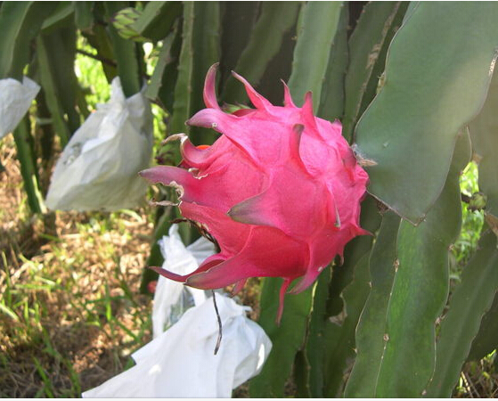Dragon fruit protective paper bag with different size factory price