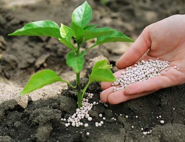 Compound NPK Fertilizer Multi Nutrient Enhanced Crop Growth