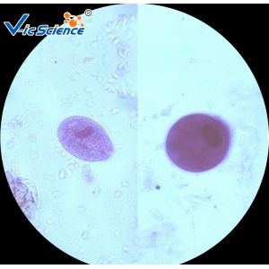 Commercial Parasitology Microscope Slides Microscope Slide Cover Glass 100 Pcs