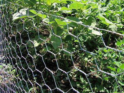 Woven Hexagonal Hole 2.0mm Galvanized Gabion Baskets Cage For Stones