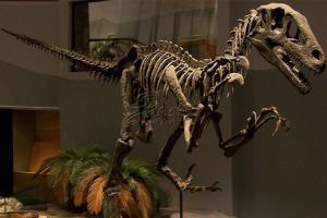 Best Artificial Simulation Complete Dinosaur Fossil Model Customization Support wholesale