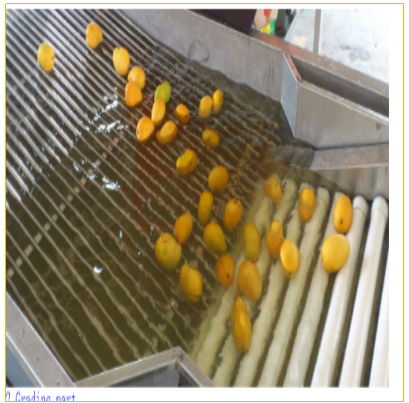 Citrus Fruit Tomato Sorter Machine And Vegetable Washer Machine