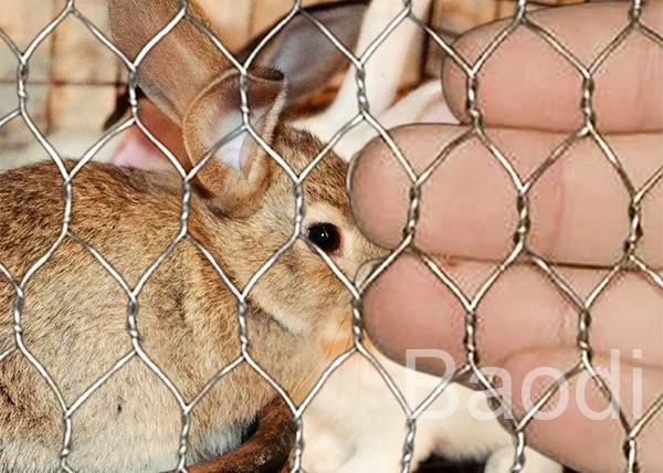 Cheap Hot Dipped Galvanized Chicken Wire Mesh For Poultry Livestock Fencing 0.45 - 1.4mm for sale