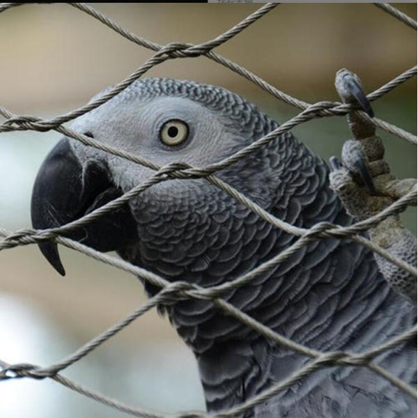 Silver Stainless Steel Rope Mesh with Resist Chewing and Heavy Snow Wind Resistant Properties for Aviary and Zoo Enclosures