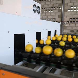 Best Efficiency Redefined Orange Sorting Machine With AI Deep Learning Technology wholesale