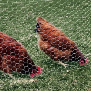 Best 12M PVC Galvanized Hexagonal Wire Netting mesh For Poultry Farm wholesale