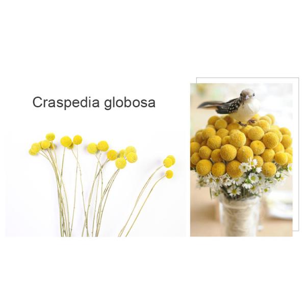 50cm Craspedia Globosa Air Drying Flowers