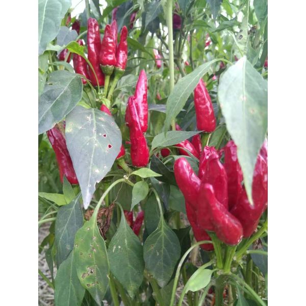 BRC Certificate Dried Red Chilli Peppers 10000-90000shu Pungent Flavor