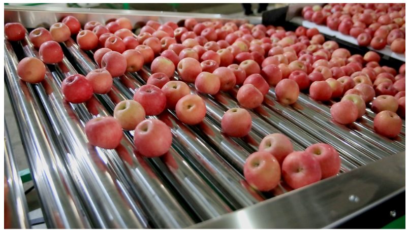 Automatic fruit and vegetable electronic fruit picker ,classifier,weight sorter