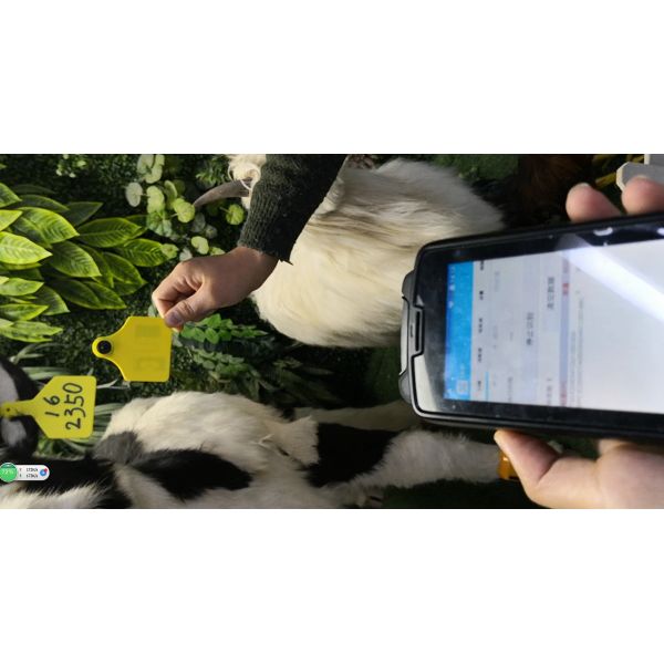 Customizable 5m UHF RFID Livestock Animal Ear Tags For Cattle Sheep Pig