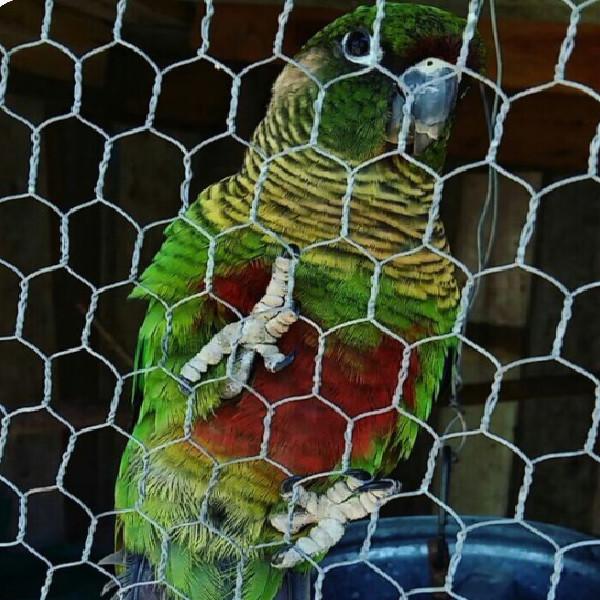 Cheap Bwg 18-22 Reverse Twist Rabbit Galvanized Hexagonal Wire Mesh for sale