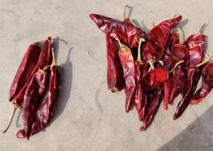 China Dried Long Red Chillies Sweet Organic Guajillo Peppers 10cm Length on sale