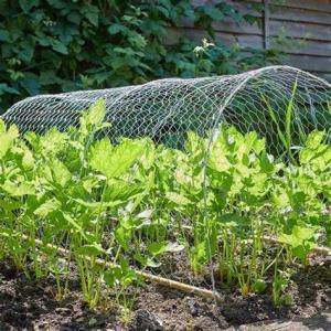 Best Garden 1/2'' Hexagonal Wire Netting 12M galvanised chicken wire mesh wholesale