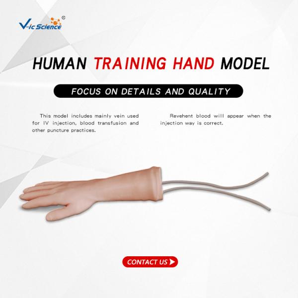 Medical Science Human Training Hand Model Training Nursing Manikins Model