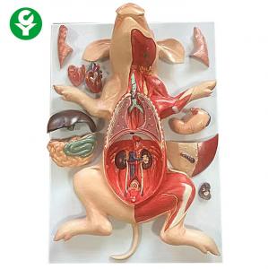 Best Full Size Rabbit Animal Anatomy Models Liver Medical Science Educational wholesale