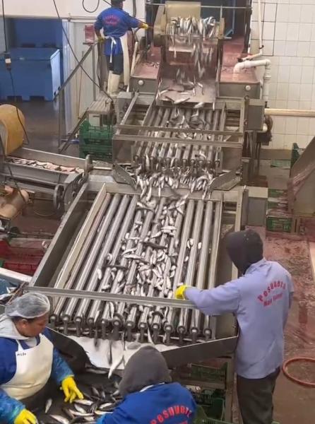 Cheap Four Models Automatic Fish Processing Line And Sorting Small Fish Line With 5-10T/H for sale