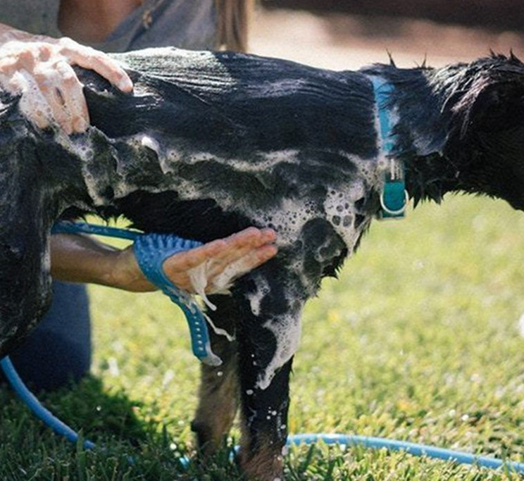 MultiFunction Pet Bath Shower Head Dogs Water Sprayer Brush