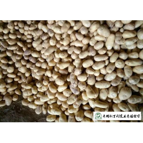 Multipurpose Fresh Potato 10 Kg / Ctn Packing Elliptical Shape Easy Store