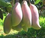 Phyllanthus emblica Extract, Fucus Extract, Wild Mango Extract, HIGH QUALITY