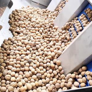 Best 2 Tons Automatic Feeding Walnut Shelling Machine Featured Kernel Shell Separation wholesale