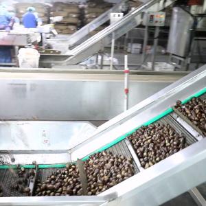Best 2 Tons Hourly Capacity Inshell Chestnut Sorting Machine Labor Saving wholesale