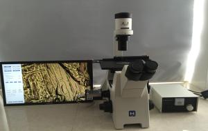 China Trinocular Inverted Biological Microscope For Research Cell Culture on sale